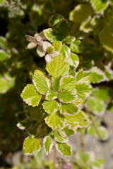 Swedish ivy Marginatus