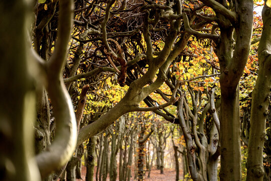 Sofiero garden and forest in Helsingborg, Skane. Autumn in Sweden