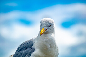 seagull face portrait