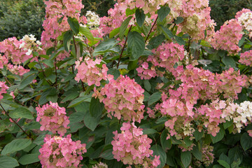 Flower Heads of a Paniculate Hydrangea Shrub (Hydrangea paniculata 'Pink Diamond') Growing in a Woodland Garden in Rural Devon, England, UK