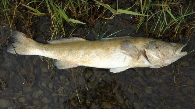 Dead predatory fish on the shore of the lake