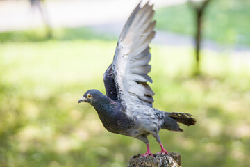 鳩