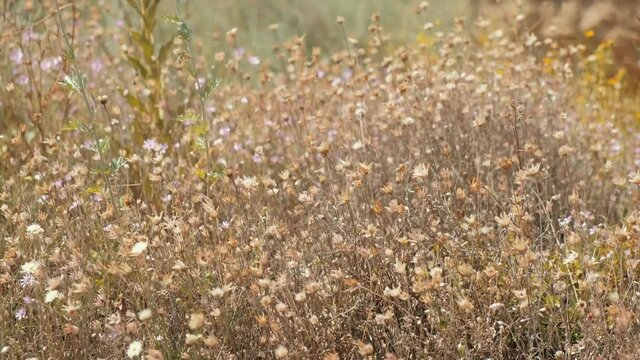 4k footage of beautiful dry wild flowers in sunlight
