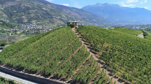 Aerial view of vineyards, Aymavilles, Aosta Valley, Italy
