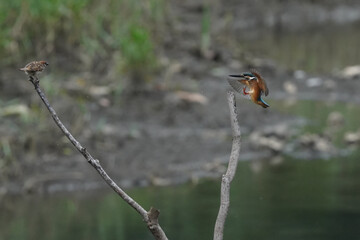 Fototapeta premium kingfisher in flight