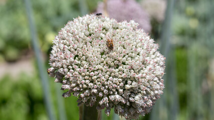 Close up of a leek blossom with a bee. Latin name Allium porrum.