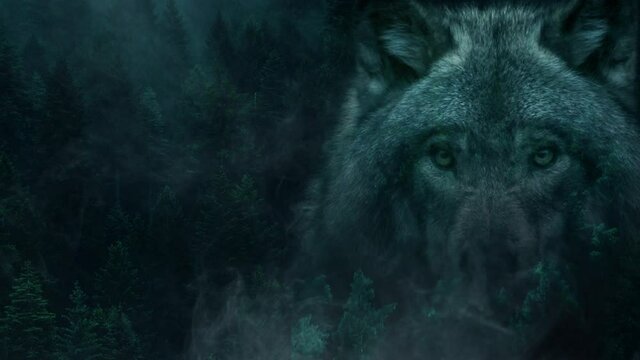 Wolf and forest, double exposure composite. Concept of wildlife, nature, woods, conservation, protection