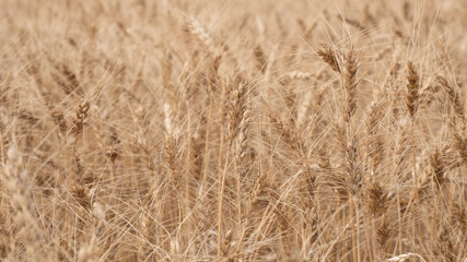 spikelets of ripe yellow wheat in the field. Wheat ears background close-up