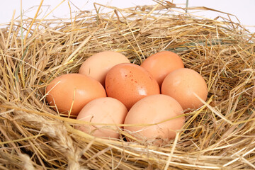 Homemade, chicken eggs in the hay, farming. organic healthy food, nest with brown eggs