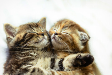 Fototapeta na wymiar Two cute kittens sleep together.