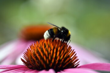 Hummel auf einem purpurroten Scheinsonnenhut