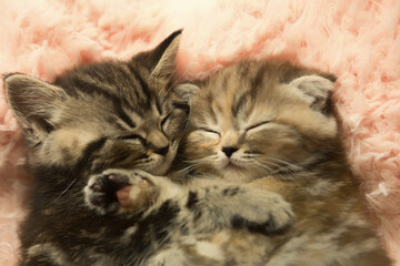 Two cute kittens sleep together.