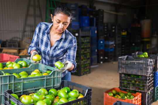 Latin american woman working on small vegetable farm sorting freshly harvested green tomatoes, preparing for packing and storage of crops