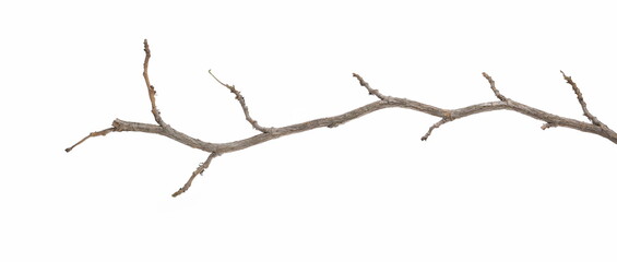 Devil's ivy branch, ceylon creeper twig, hedera helix isolated white background, clipping path