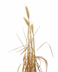 Obraz premium Ripe golden wheat ears isolated on white background with clipping path