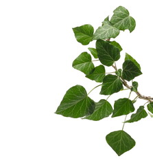 ceylon creeper foliage, hedera helix isolated white background, clipping path