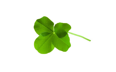 Four-leaf clover leaf isolated on white