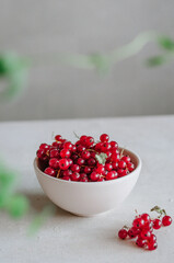 Bright fresh red currant in white bowl on table on grey background with green leaves frame 