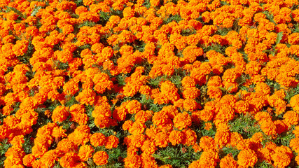 Field of orange marigold flowers bathed in sunlight