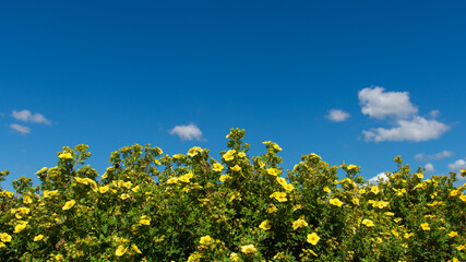 Fototapeta premium Potentilla bush blooming with yellow flowers on a background of blue sky
