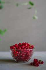 Bright fresh red currant in glass bowl on table on grey background with green leaves frame 