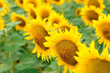 blooming sunflower flower macro close-up . harvesting seeds in the summer. agro concept