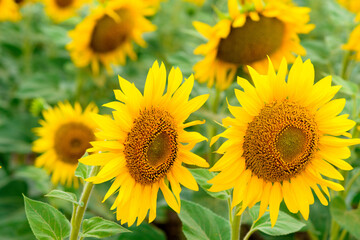 summer sunflower flower at sunset against the blue sky in the field . summer time of the season