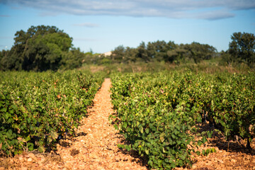 Fototapeta na wymiar Provencal vineyards in Chateauneuf-du-Pape, Provence, France in sunny day. Sunny autumn with wine grapes and blue sky in France. Travel tourism destination