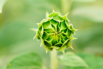 blooming sunflower flower macro close-up . harvesting seeds in the summer. agro concept