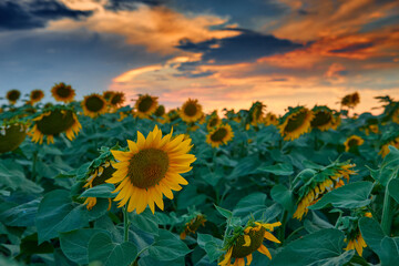 sunflower field in a beautiful sunset, sunlight and clouds