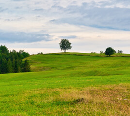 
Beech tree on a hill above a green meadow, Slovakia