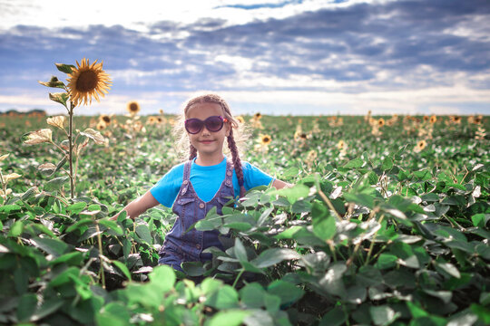 Local travel. Kid having fun in sunflower field at summer, outdoor lifestyle