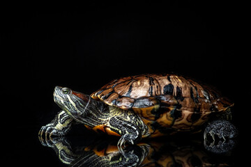 Red-eared Slider Trachemys scripta elegans isolated on a black background.
