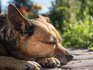 Cute resting tired and sleeping dog outdoor