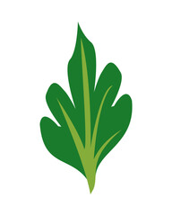 spinach healthy vegetable isolated style icon