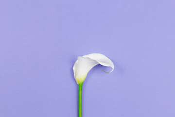 Amazing white Calla Lily flower on a violet pastel background.