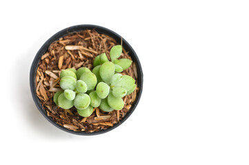 Succulent on white background - isolated
