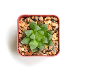 Succulent on white background - isolated
