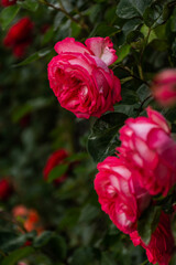 Pink roses on a Bush in selective focus. Beautiful delicate trailing garden roses on a blurred background. A summer of juicy colors. Queen of the garden. The vertical composition.