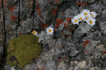 white flowers on the rock