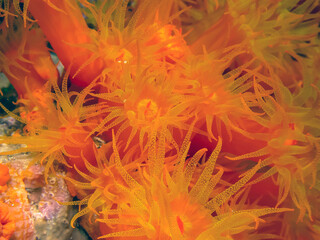 Caribbean coral garden