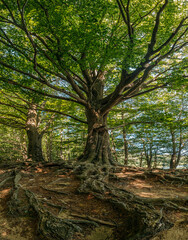 Roots and centennial tree in Santa Fe, in the Montseny mountain, located in Barcelona, Catalonia