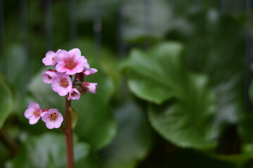 Blüten einer Bergenie (Bergenia)