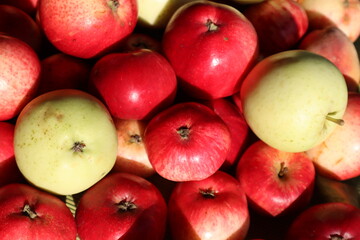 Beautiful and healthy ripe fruits, fragrant red and yellow apples, healthy and healthy food