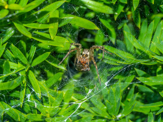 Aglaoctenus is a genus of wolf spiders