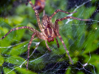 Aglaoctenus is a genus of wolf spiders