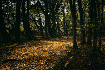 autumn forest landscape in sunset light