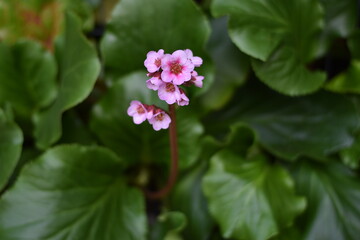 Bl&uuml;ten einer Bergenie (Bergenia)