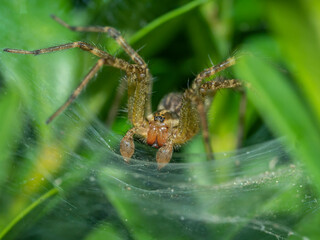 Aglaoctenus is a genus of wolf spiders