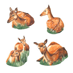 5 red cute deers lying in the grass. Isolateed elements on white background .
 Stock illustration. Hand painted in watercolor.